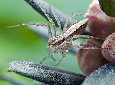 Oxyopes-kraepelinorum Teneriffa-Mazca 15-03 01-female.jpg