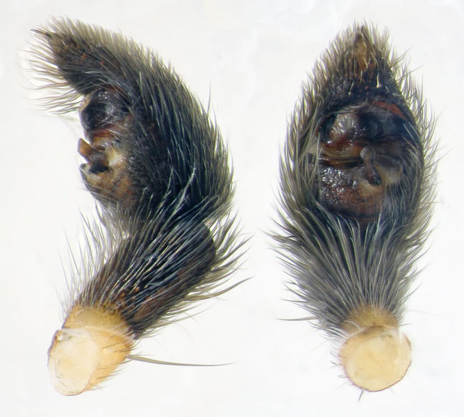 Datei:Pardosa-tatarica Sardinien-Fluminimaggiore 13-04 01-Ped.jpg