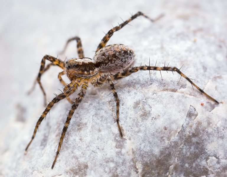 Datei:Pardosa-torrentum Karwendel 17-07 02-female.jpg