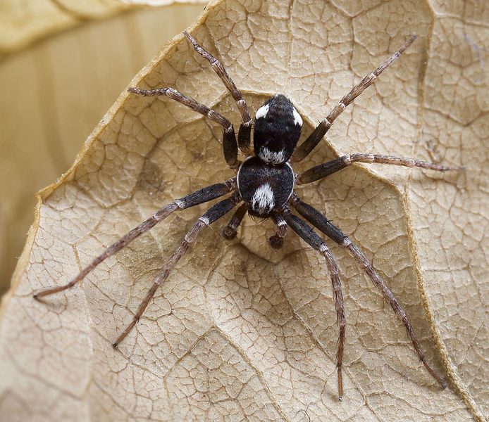 Datei:Philodromus-bistigma Sardinien-IsolaCaprera 13-04 05.jpg