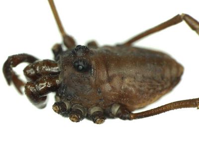 Platybunus pallidus M (2).jpg