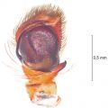 Palpus ventral