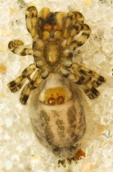 Datei:Talavera esyunini-2 Fin..jpg