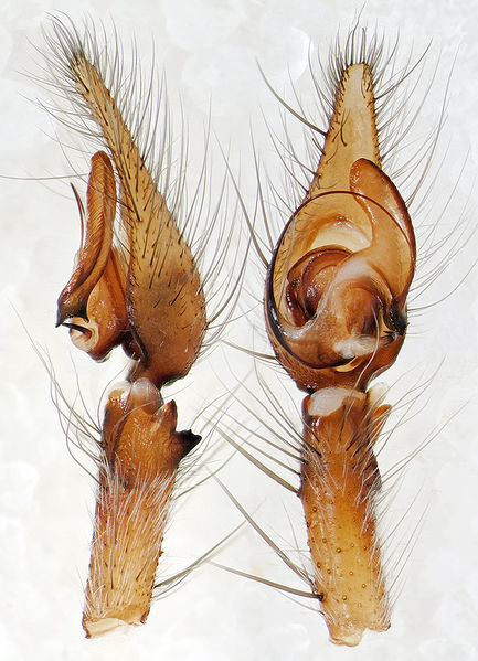 Datei:Tegenaria-parietina Rennes-les-Bains 15-09 03-Ped.jpg