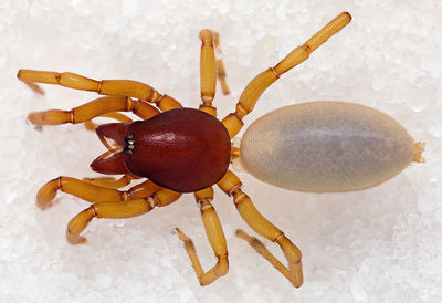 Dysdera-jana Sardinien-Bosa 13-04 01-female.jpg