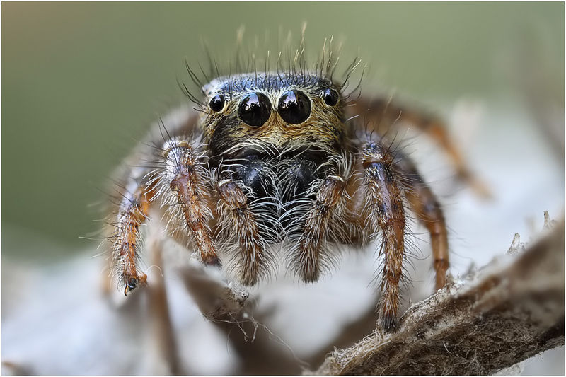 Datei:Mogrus neglectus female frontal Schaefer.jpg