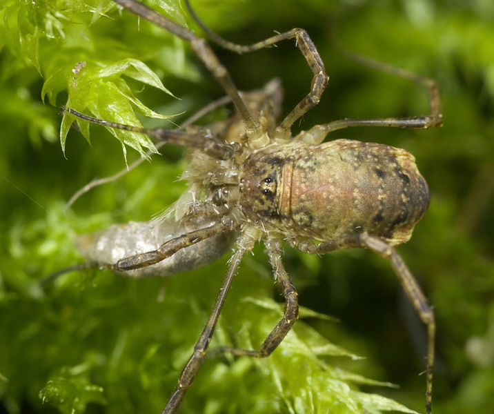 Datei:Paroligolophus-agrastis No-Liesten 09-10 01.jpg