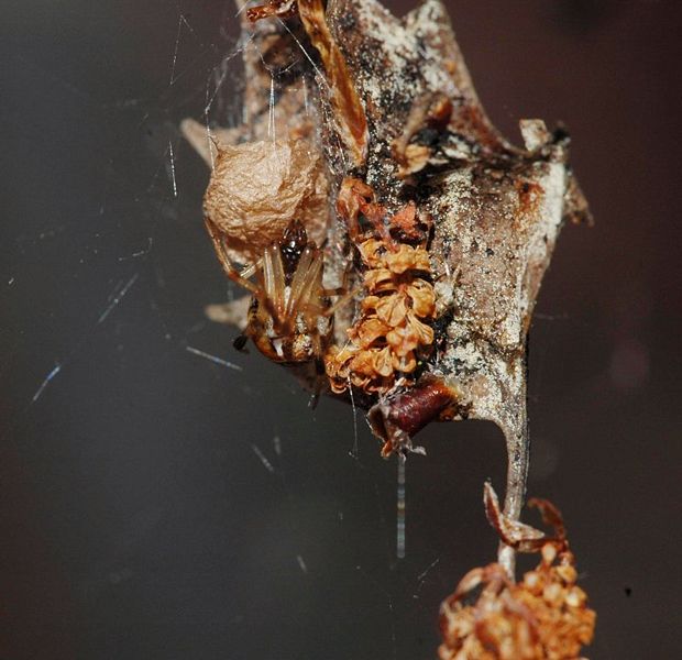 Datei:Achaearanea luata netz detail-3.jpg