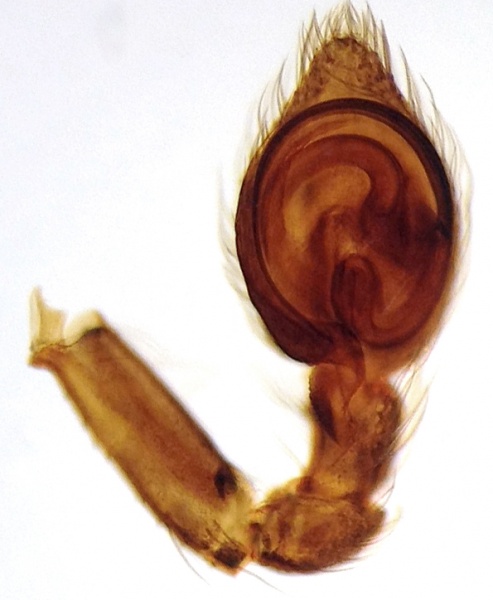 Datei:BrigitteaLatensPedipalpVentral.jpg