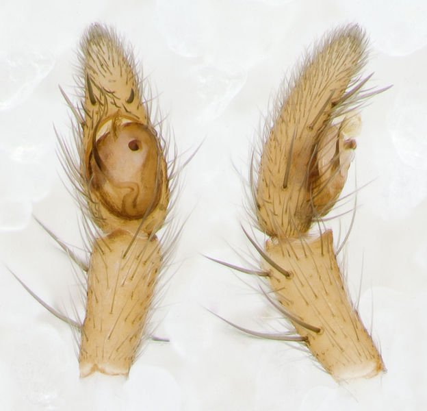 Datei:Drassodes-lutescens Sardinien-IsolaCaprera 13-04 04-Ped.jpg
