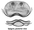 Epigyne