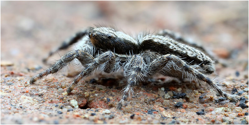 Datei:Menemerus taeniatus Weibchen Lateral Schaefer.jpg