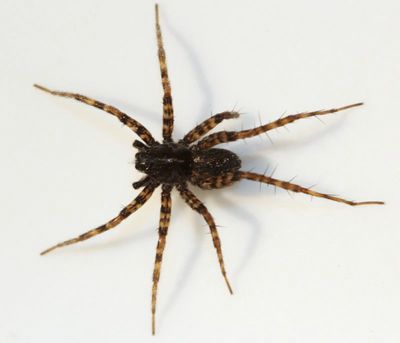 P. prativaga Frits male.jpg