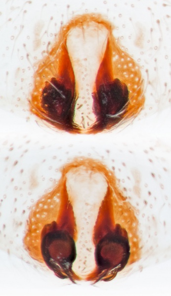 Datei:Philodromus-vagulus Hochmiesing 17-07 02-epig-vulva.jpg