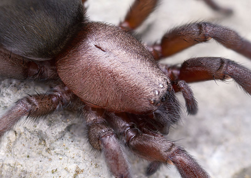 Datei:Scotophaeus-validus Alpen-Ceriale 15-07 04-female.jpg