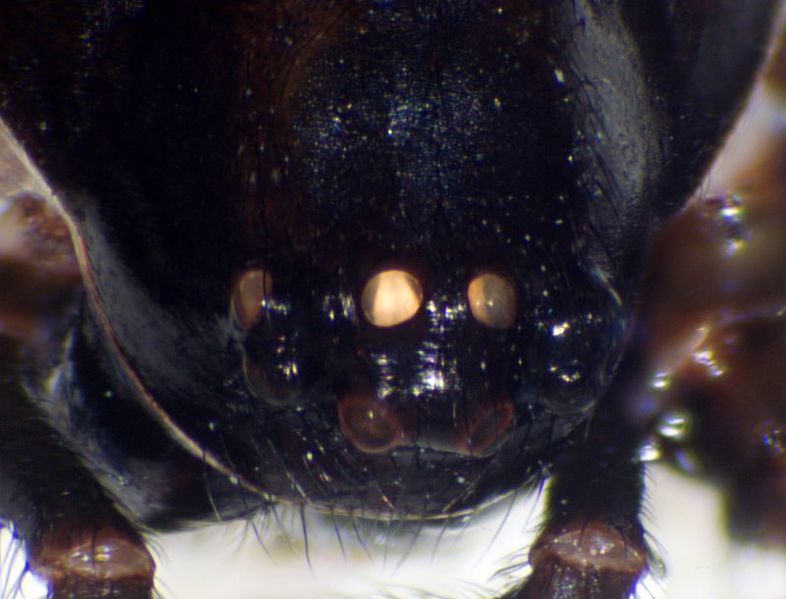 Datei:Steatoda paykulliana weibchen augen-kroatien-2011-05.jpg