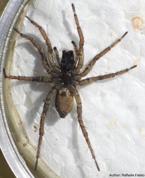 Datei:Alopecosa etrusca Basilicata ventral.jpg