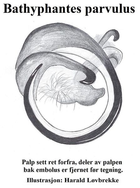 Datei:Bathyphantes parvulus palpetupp HLovbrekke..jpg