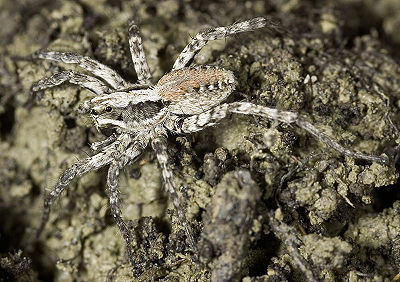 Cursor Gimritz 07-05 04.jpg