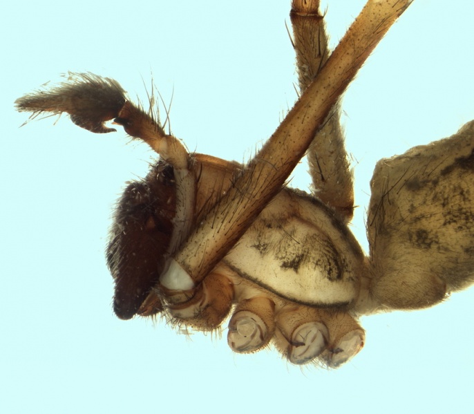 Datei:Eratigena duellica male 20170921123552-56f513fe-me.jpg