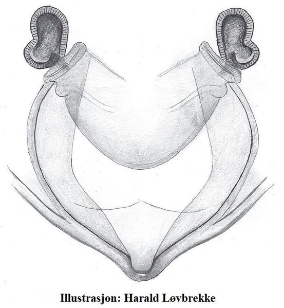 Datei:Erigone welchi vulva 700 HLovbrekke.jpg