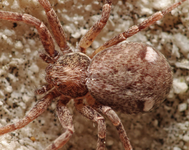 Datei:Philodromus bistigma female A5762 PK0213.JPG