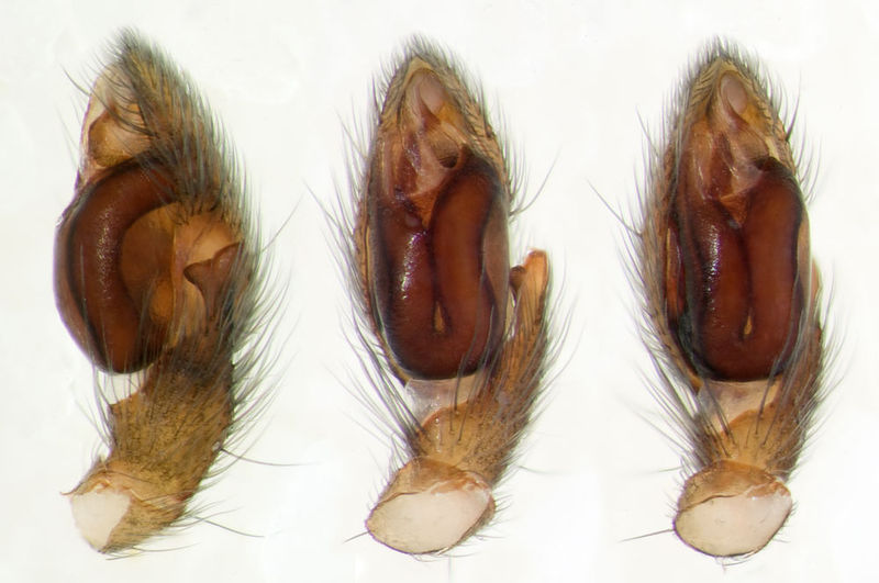 Datei:Poecilochroa-senilis Sardinien-Duene 13-06 06-Ped.jpg