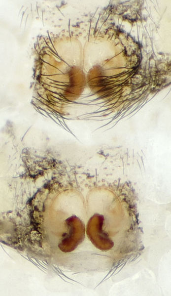 Datei:Pseudeuophrys-erratica No-Liesten 09-10 05-Epig-Vulva.jpg