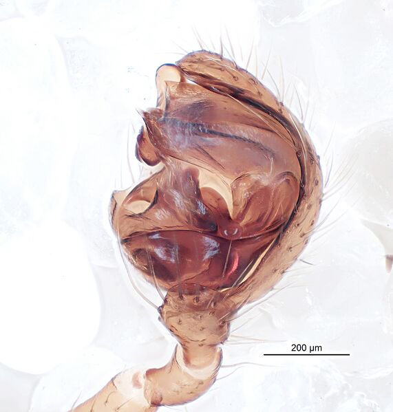 Datei:Robertus palp bearb.jpg