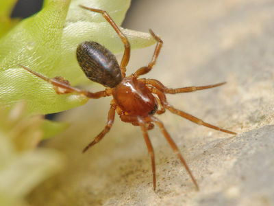 Tibioplus diversus female A6008 PL1151.JPG