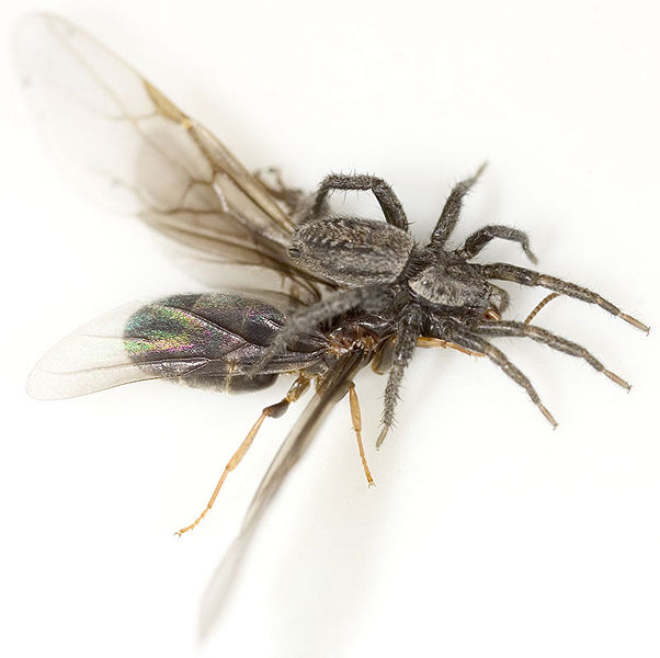 Datei:Cinerea Gimritz 05-2007 04.jpg