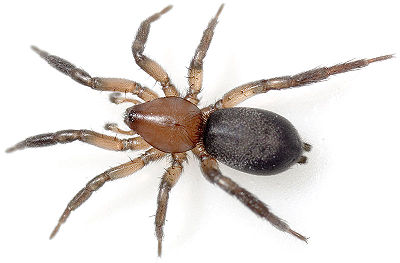 Electus Gimritz 07-09 01.jpg