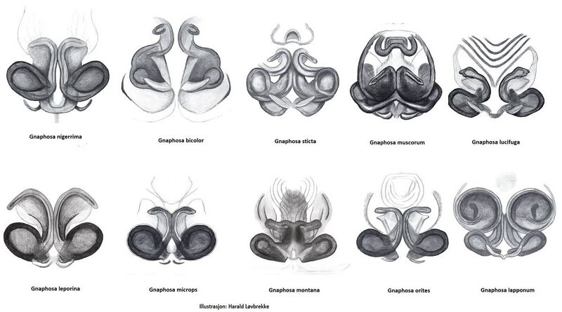 Datei:Gnaphosa vulva dorsalt HLovbrekke.jpg