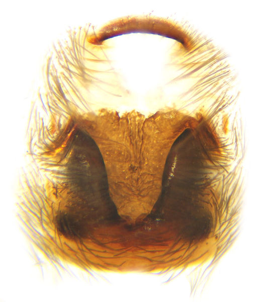 Datei:Haplodrassus moderatus female A5980 PM0900.jpg