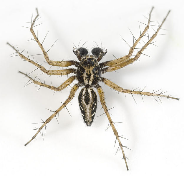 Datei:Oxyopes-heterophthalmus Ungarn-Puszta 09-05 04.jpg