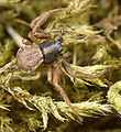Ozyptila-atomaria Saalborn 09-09 03.jpg