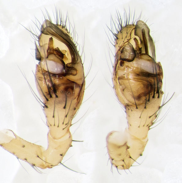 Datei:Phylloneta-impressa Ettersberg-4933 16-06 01-Ped.jpg