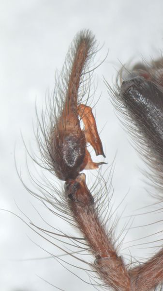 Datei:Tegenaria parietina pedipalpus lateral GAckermann.jpg