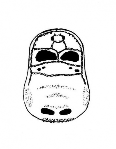 Carinostoma elegans batorligetiense 1.jpg