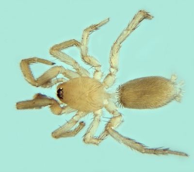 Cryptodrassus hungaricus male 20180410170554-33a74b96-me.jpg