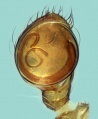 Palpus ventral