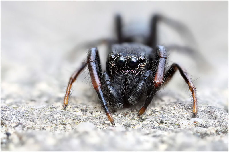 Datei:Leptorchestes peresi Frontal Schaefer.jpg