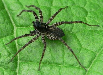 Pardosa prativaga m.jpg