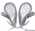 Vulva, dorsal
