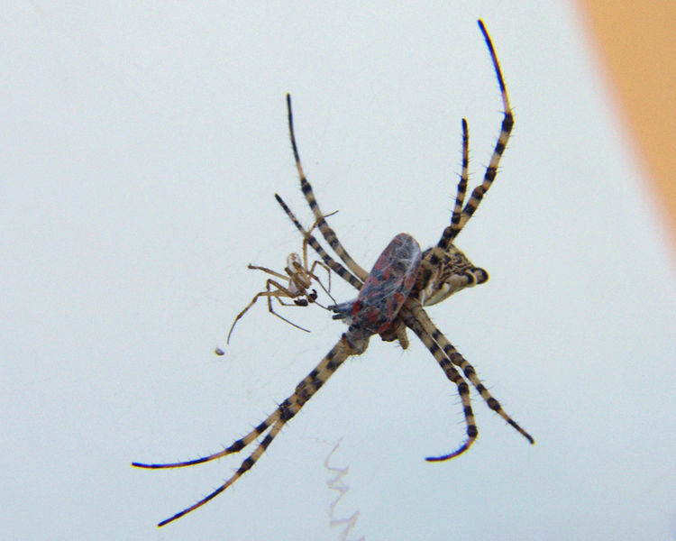 Datei:Argiope lobata Paar 200.jpg