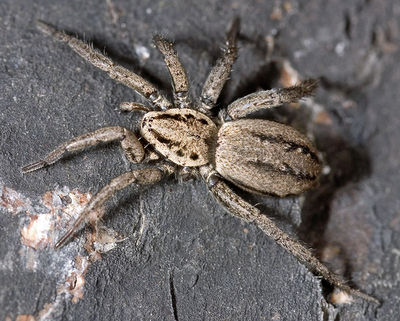 Cinerea Gimritz 05-2007 02.jpg