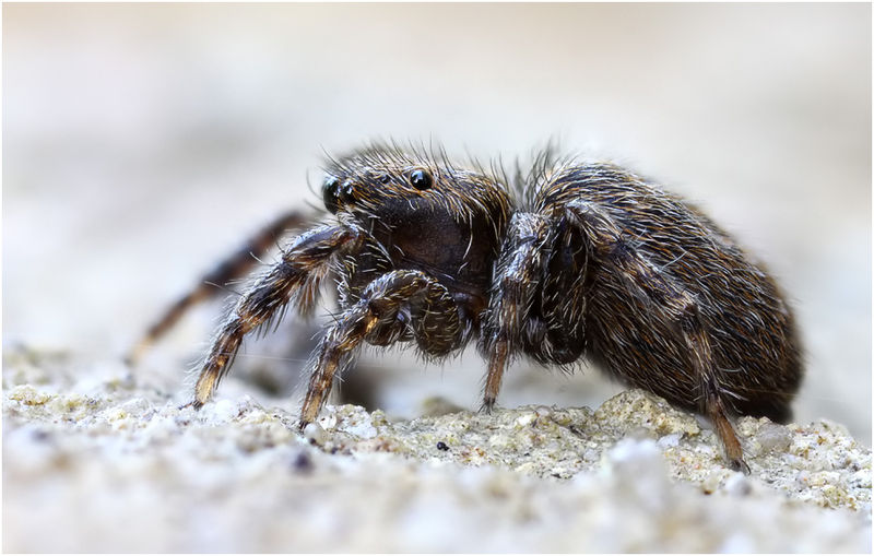 Datei:Euophrys rufibarbis lateral Schaefer.jpg
