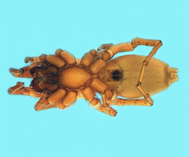 Datei:Haplodrassus dentifer female 20180803144857-0953f3b7-me.jpg