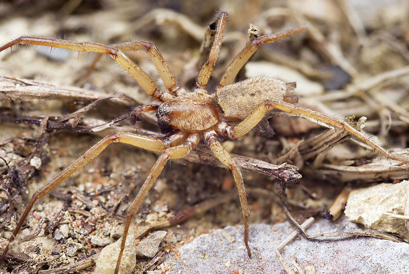 Datei:Nomisia-aussereri St-Arnac 15-09 02-male.jpg