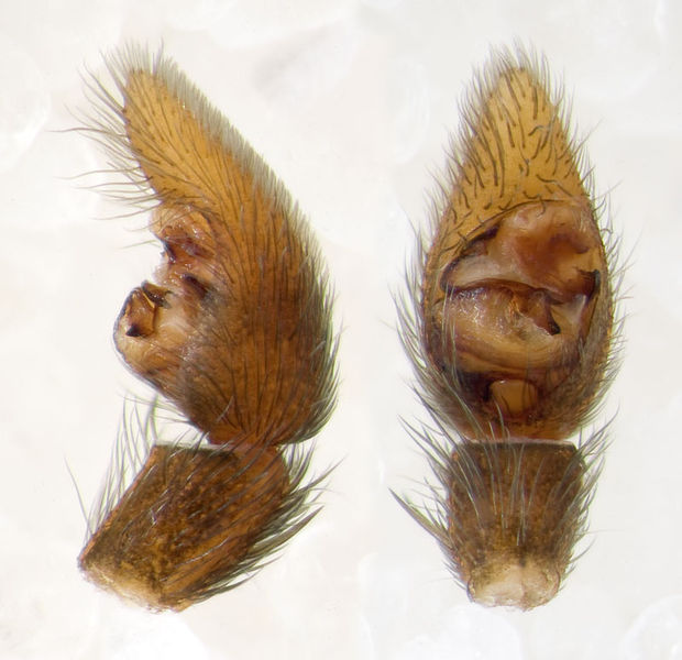 Datei:Pardosa-proxima Sardinien-Baratz 13-04 04-Ped.jpg